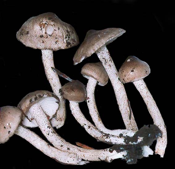 Hygrophorus pustulatus